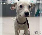 Small Chihuahua Mix
