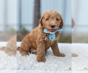 Goldendoodle Puppy for sale in FROSTPROOF, FL, USA