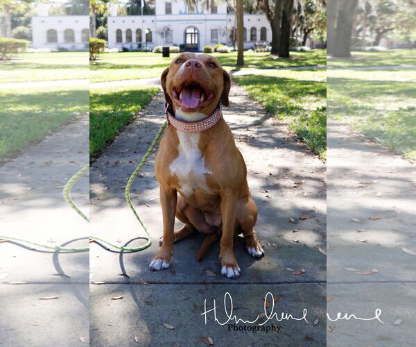 Medium Photo #4 American Staffordshire Terrier-Unknown Mix Puppy For Sale in Sanford, FL, USA