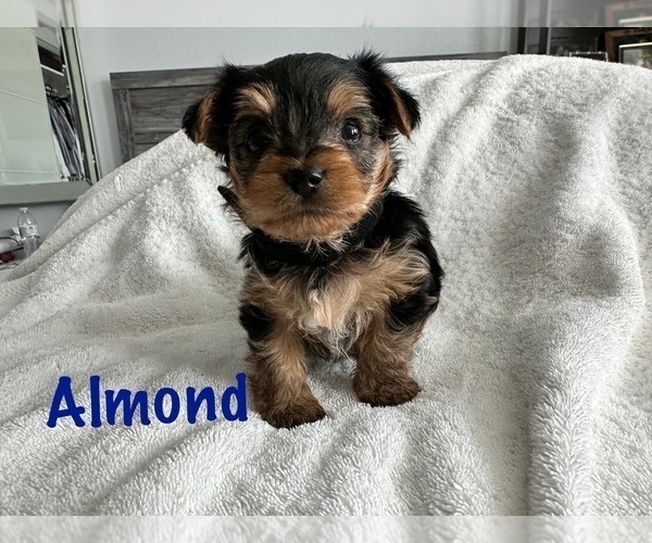 Medium Photo #9 Yorkshire Terrier Puppy For Sale in FONTANA, CA, USA