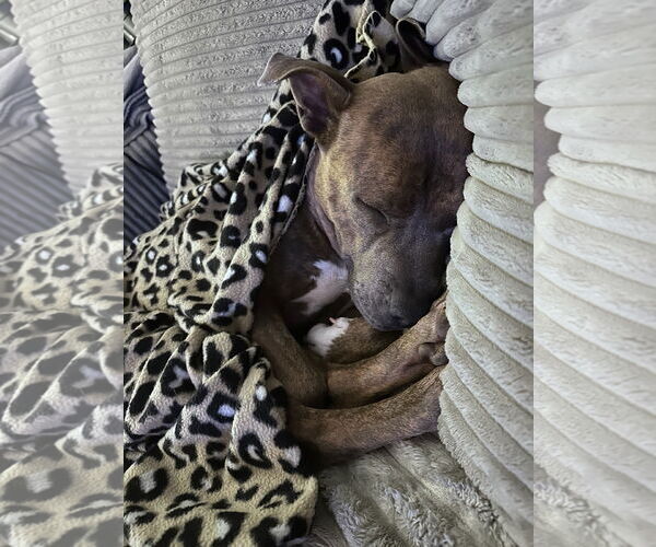 Medium Photo #3 American Pit Bull Terrier-Unknown Mix Puppy For Sale in Fort Collins, CO, USA