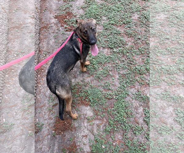 Medium Photo #4 German Shepherd Dog Puppy For Sale in Rowlett, TX, USA