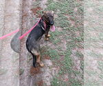 Small #3 German Shepherd Dog