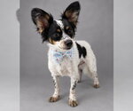 Small #2 Papillon Mix