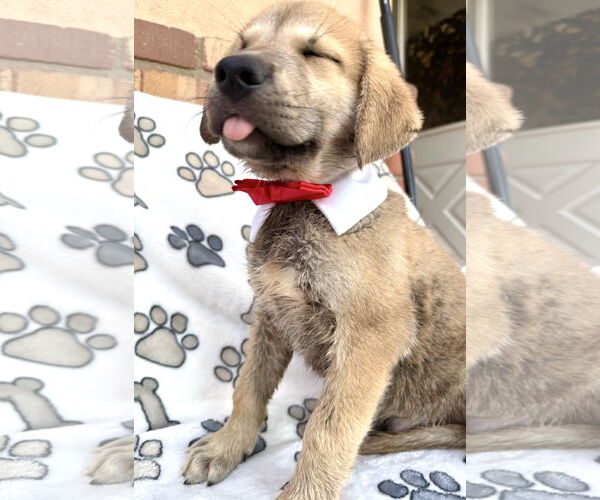 Medium Photo #1 Mutt Puppy For Sale in Goodyear, AZ, USA