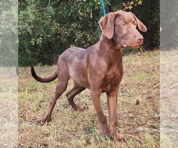 Medium Photo #11 Labrador Retriever-Unknown Mix Puppy For Sale in Wetumpka, AL, USA