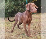 Small #10 Labrador Retriever Mix