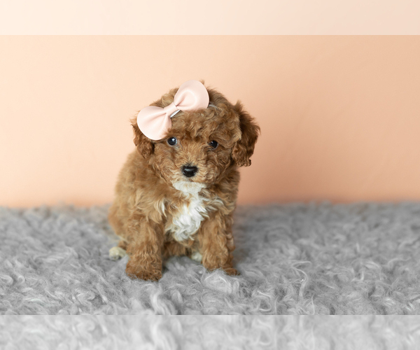 Medium Photo #2 Cavapoo mix (+ Poodle Miniature) Puppy For Sale in MILLERSBURG, IN, USA