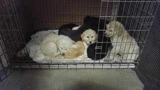 Labradoodle Puppy for sale in STRASBURG, VA, USA