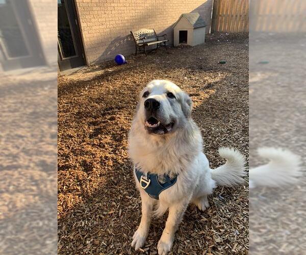 Medium Photo #2 Great Pyrenees Puppy For Sale in London, Ontario, Canada