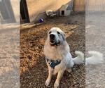 Small #1 Great Pyrenees