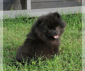 Pomeranian Puppy for sale in MYRTLE BEACH, SC, USA