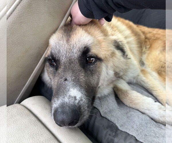 Medium Photo #2 Anatolian Shepherd-Unknown Mix Puppy For Sale in Houston, TX, USA