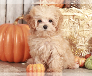 Maltipoo Puppy for sale in MOUNT VERNON, OH, USA