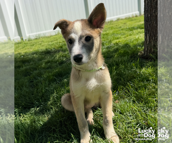 Medium Photo #6 Australian Shepherd-Unknown Mix Puppy For Sale in Washington, DC, USA