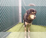 HARLEM - Male German Shepherd Dog Dog for Adoption - Small photo