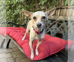 Small Chihuahua Mix