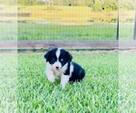 Small #3 Miniature Australian Shepherd