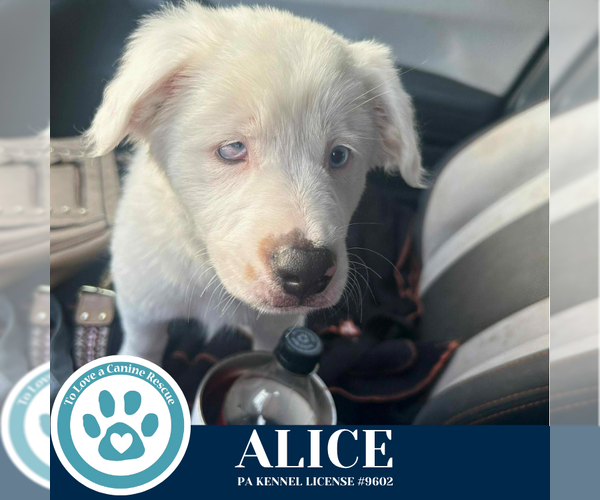 Medium Photo #3 Australian Shepherd Puppy For Sale in Kimberton, PA, USA
