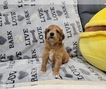 Small Photo #7 Aussie-Poo Puppy For Sale in DORAL, FL, USA