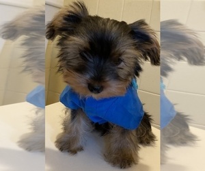 Yorkshire Terrier Puppy for sale in OAK LAWN, IL, USA