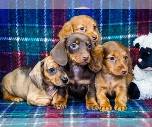 Dachshund Puppy for Sale in WAKARUSA, Indiana USA