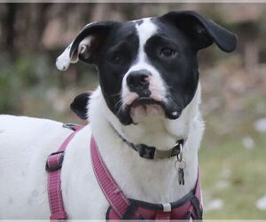 Dottie - Female Lab-Pointer Dog for Adoption - Photo #14