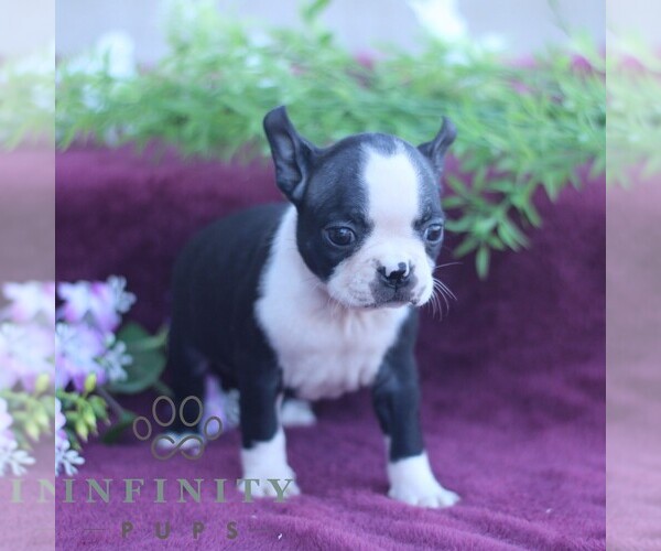 Medium Photo #3 Boston Terrier Puppy For Sale in PORT ROYAL, PA, USA