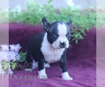 Small #2 Boston Terrier