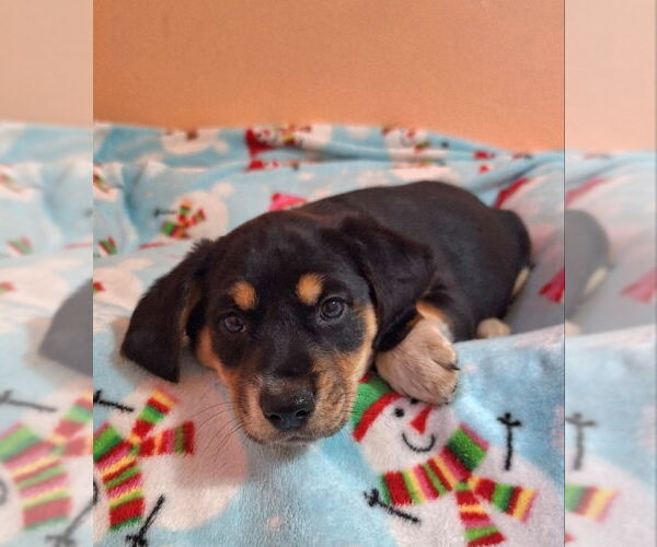 Medium Photo #2 Australian Shepherd-Unknown Mix Puppy For Sale in House Springs, MO, USA