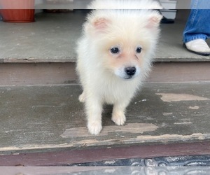 Pomeranian Dog for Adoption in SAN BERNARDINO, California USA