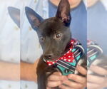 Small #4 Chihuahua Mix
