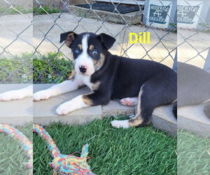 Mutt Dogs for adoption in Des Moines, IA, USA