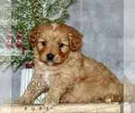Small #2 Cavapoo