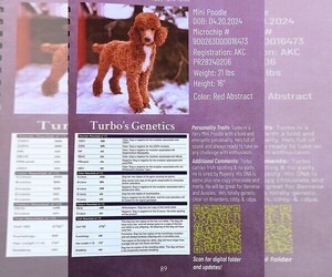 Father of the Cavapoo puppies born on 07/07/2025