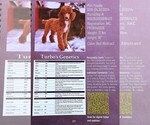 Small Photo #1 Cavapoo Puppy For Sale in CARLISLE, KY, USA