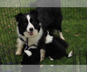 Mother of the Border Collie puppies born on 03/21/2022