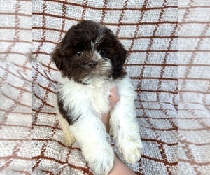 Shih Tzu Puppy for sale in FRANKLIN, IN, USA