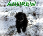 Image preview for Ad Listing. Nickname: Andrew