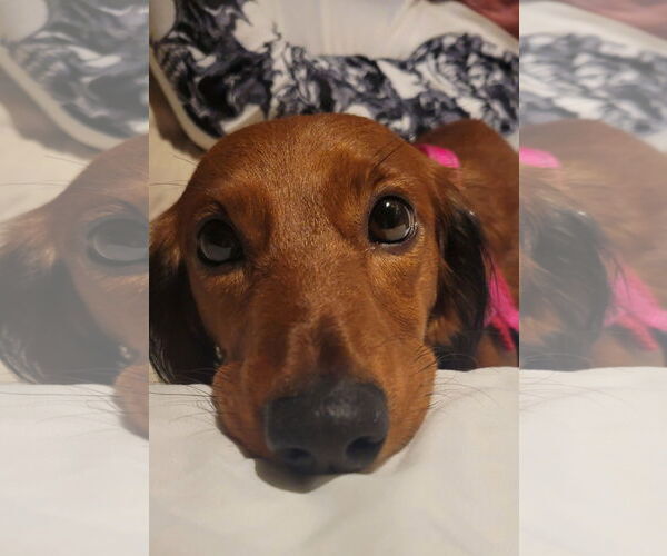 Medium Photo #1 Dachshund Puppy For Sale in Shelbyville, TN, USA