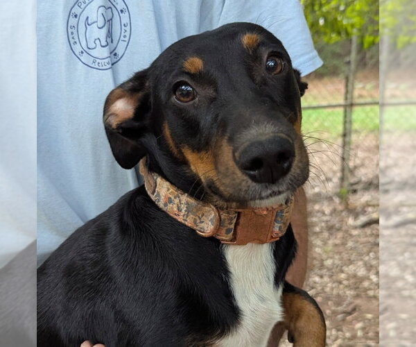 Medium Photo #1 Dachshund-Unknown Mix Puppy For Sale in Milner, GA, USA
