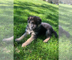 Small Photo #7 German Shepherd Dog Puppy For Sale in SACO, ME, USA