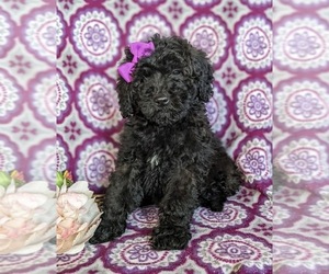 Double Doodle Puppy for sale in CHRISTIANA, PA, USA