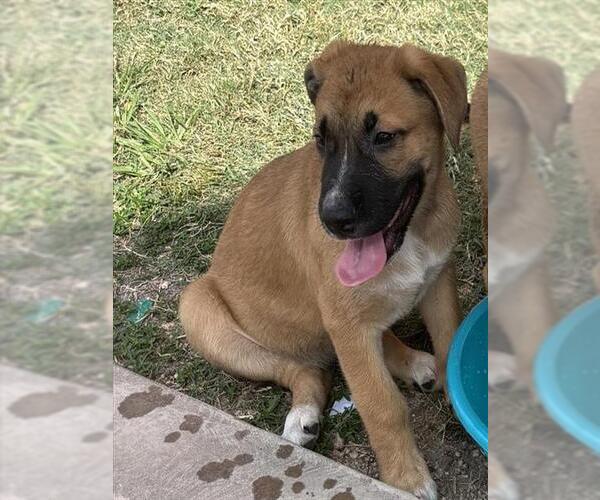 Medium Photo #1 Boxer Puppy For Sale in Houston, TX, USA