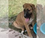 Small Boxer