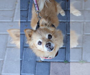 Darling Dexter - Male Chiranian Dog for Adoption - Photo #4
