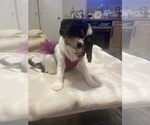 Puppy Puppy 3 Cavalier King Charles Spaniel