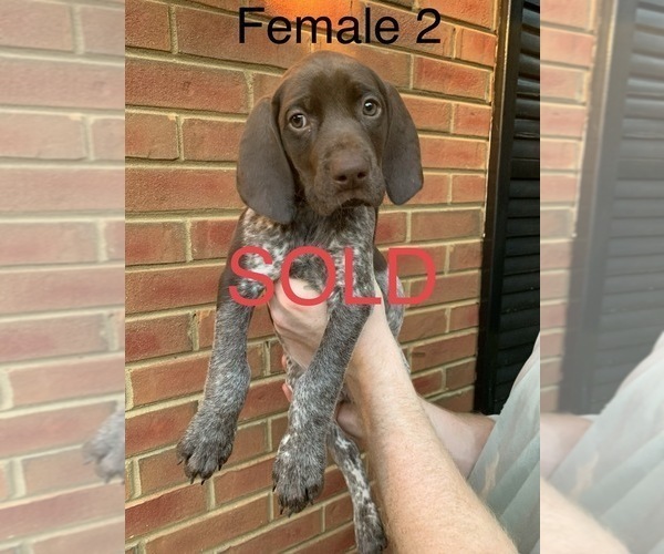 Medium Photo #21 German Shorthaired Pointer Puppy For Sale in MARIETTA, GA, USA