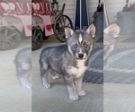 Small Photo #1 Siberian Husky Puppy For Sale in BEAVER, OH, USA