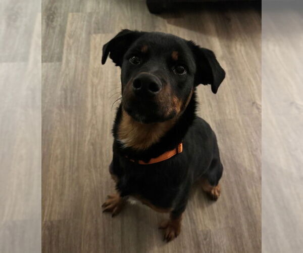 Medium Photo #1 Australian Shepherd-Rottweiler Mix Puppy For Sale in Foristell, MO, USA